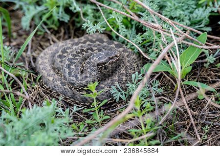 Vipera Ursinii Or Meadow Viper Also Known As Adder