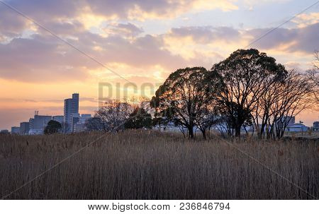 Exotic Trees Spring From Golden Dry Grass In The Yodo River Floodplain
