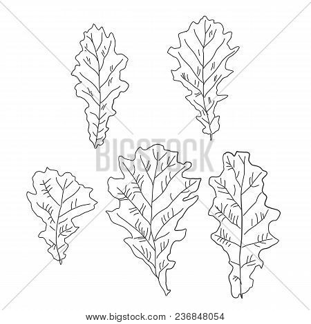 A Set Of Oak Leaves