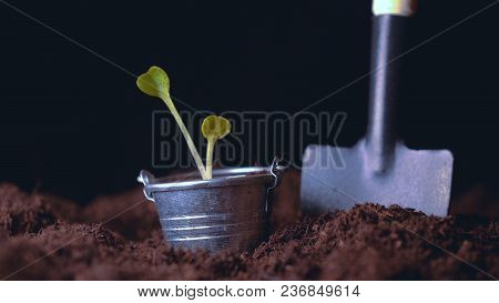 Small Life, Green Sprout With Leaves In Bucket, Earth, Black Background, Miniature, Shovel.