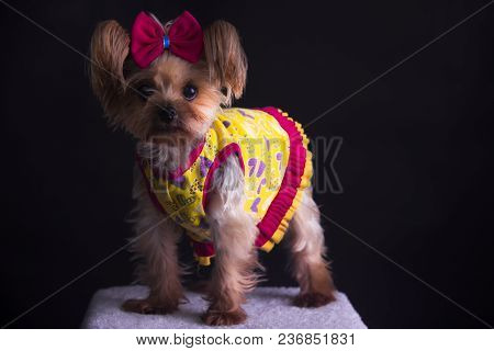 Beautiful Yorkshire Terrier Dog, Dressed In Colorful Party Dress And Violet Bow
