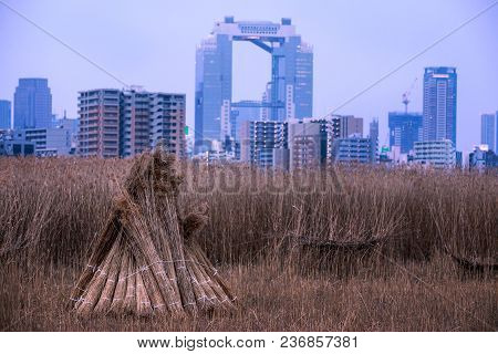 Tall Grass Bundled After Harvest In Front To The Downtown Osaka Skyline
