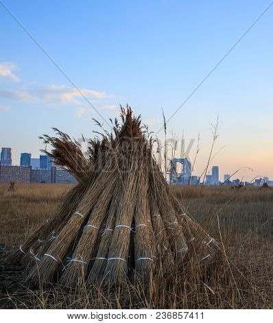 Teepee Harvest Of Tall Grasses In Osaka, Japan