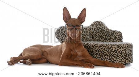 smart looking pharoah hound wearing glasses laying beside a couch
