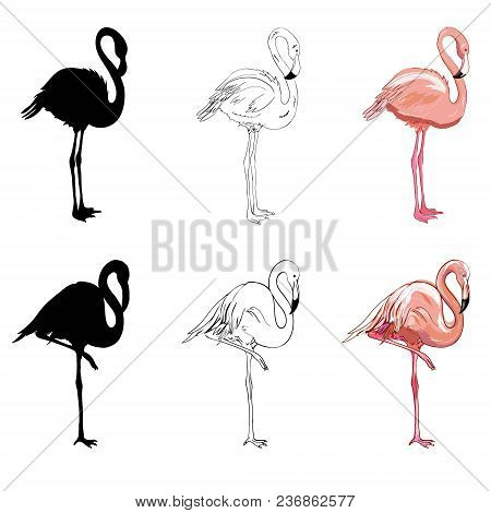 Hand Drawing Flamingos. Vector Illustration, Animal, Bird Isolated Drawing Pink