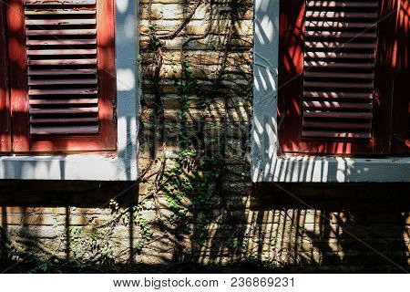 Red Wood Louver Window Near Brick Wall Covering With Mexican Daisy. Tridax Procumbens Or Coatbuttons