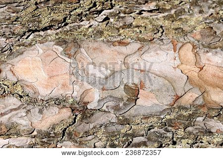 The Texture Of The Tree Bark Is Spruce. Seamless Texture. Background