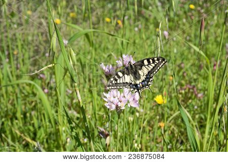 Macaone Butterfly Resting On A Flower Of Wild Onion. The Macaone Butterfly Is Found Mainly In Europe