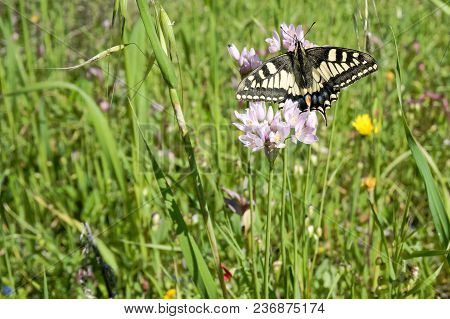 Macaone Butterfly Resting On A Flower Of Wild Onion. The Macaone Butterfly Is Found Mainly In Europe