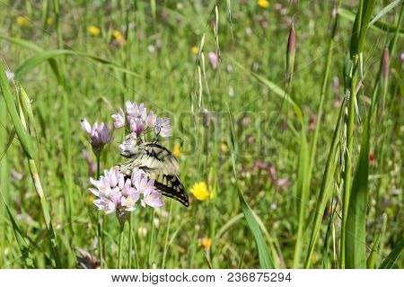 Macaone Butterfly Resting On A Flower Of Wild Onion. The Macaone Butterfly Is Found Mainly In Europe