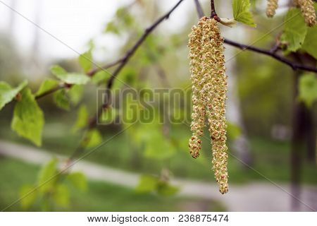 Inflorescence Of Blossoming Birch Closeup On A Spring Day. Beginning Of New Life. Birch Catkins With