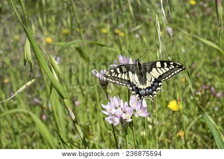 Macaone Butterfly Resting On A Flower Of Wild Onion. The Macaone Butterfly Is Found Mainly In Europe