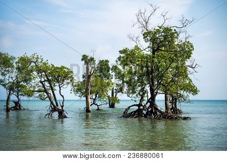Pristine Beach On Long Island, Andaman And Nicobar Islands, India. Gnarled Mangrove Trees In Sea Wat