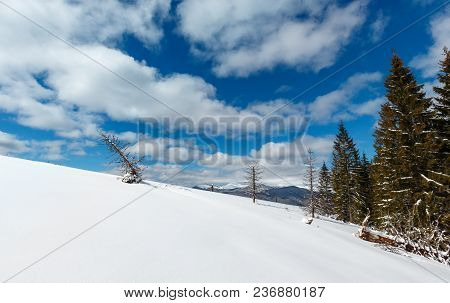 Picturesque Winter Mountain View From Skupova Mountain Slope With Some Withered Windbreak Trees. Ukr