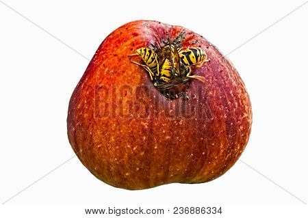 Attack Of Wasps On Rotten Apple Isolated On White