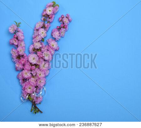 Branches With Pink Flowers Louiseania Triloba On A Blue Background, Empty Space On The Right