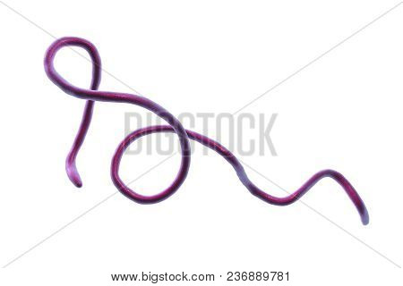 Lyme Disease Bacteria, Borrelia Burgdorferi, 3d Illustration