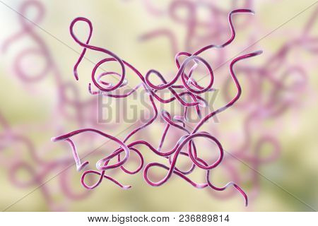 Lyme Disease Bacteria, Borrelia Burgdorferi, 3d Illustration