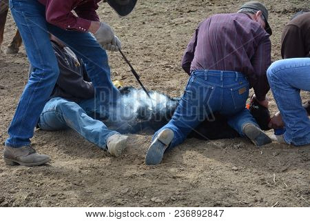 Crew Holding Down Calf To Brand, Smoke Coming Off Brand