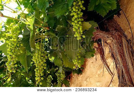 Clusters Of Grapes On The Plant In Maderuelo