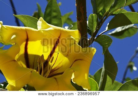 Yellow Cup Of Gold Vine (solandra Maxima) Flower In The Tropical Garden Of Tenerife,canary Islands,s
