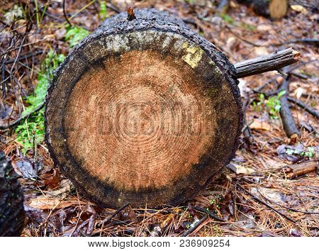 A Crosscut Through A Northern White Pine Tree Trunk Showing Tree Rings.