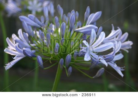 Agapanthus blu