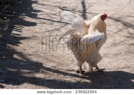 Beautiful Healthy Cockerel Walking On The Ground. Concept Bird Farm. Space For Text
