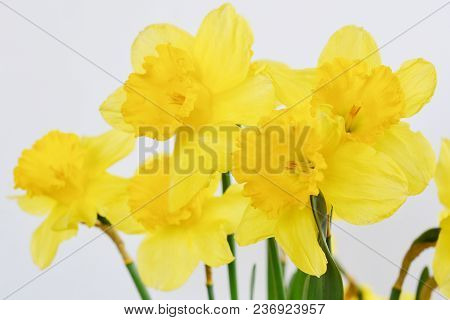 Bouquet Of Fresh Yellow Daffodils On White Background. Fragrant Spring Flowers.