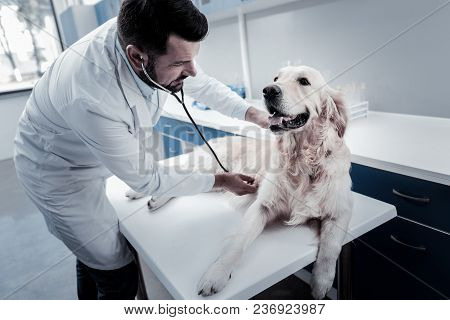 Professional Diagnostics. Positive Joyful Professional Man Holding A Dog And Caring About It While D