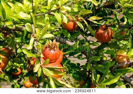 Some Beautiful Pomegranates On A Tree In Leaves. Garnet Fruit.