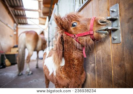 Portrait Of A Shetlandpony In A Stable