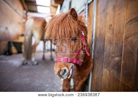 Portrait Of A Shetlandpony In A Stable