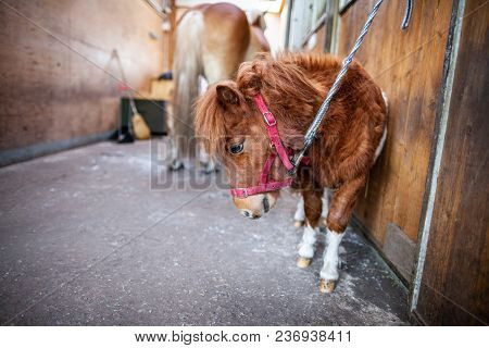 Portrait Of A Shetlandpony In A Stable