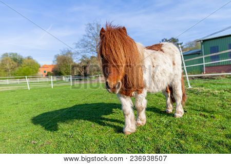 Portrait Of A Shetlandpony On A Green Meadow
