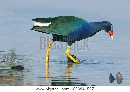 A Purple Gallinule, Porphyrio Martinicus Walks In Shallow Water In Florida