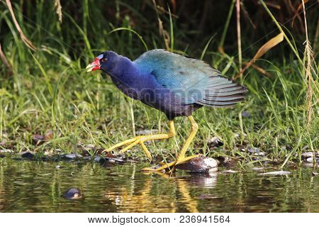 A Purple Gallinule, Porphyrio Martinicus Walks In Shallow Water In Florida