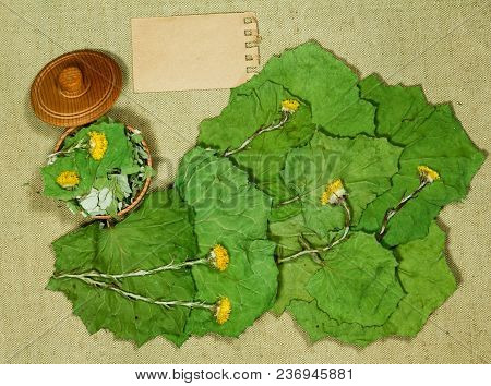 Coltsfoot, Foalfoot. Dry Herbs For Use In Alternative Medicine, Phytotherapy, Spa, Herbal Cosmetics.