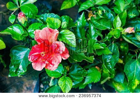 Red Hibiscus Jaba Flower With Jaba Leaves In Garden