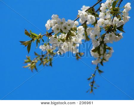 Kirschblüten