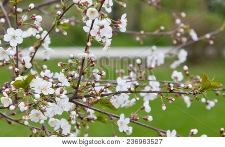 Fresh White Cherry Flowers On A Blurred Green Garden Background.