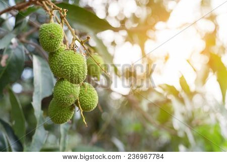 Unripe Green Lychee Hanging From A Lychee Tree. Fresh Green Lychee Fruits Grow On Tree.