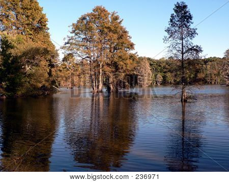 Arbres dans le lac