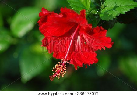 The Pollen Push Out From The Red Flower
