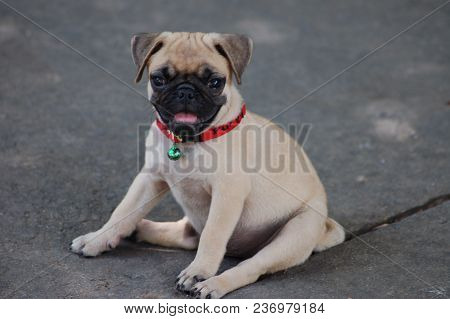 The Pug Dog Sit Down On The Floor