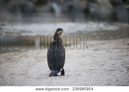 Cape Cormorant Bird By The Waterside On Paarden Eiland Beach At Sunrise