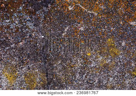 Texture Background Of Gray Concrete With Orange Moss.