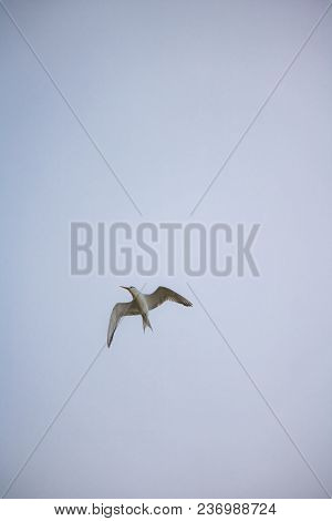 Greater Crested Tern Bird In Mid Flight By The Waterside On Paarden Eiland Beach At Sunrise.
