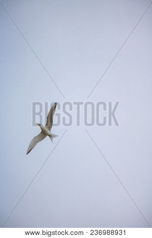 Greater Crested Tern Bird In Mid Flight By The Waterside On Paarden Eiland Beach At Sunrise.