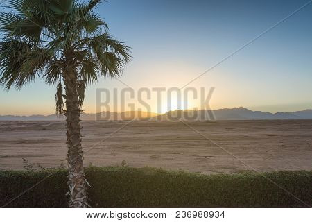 Palm In Fron Of Sinai Desert Near Sharm El Sheikh, Egypt